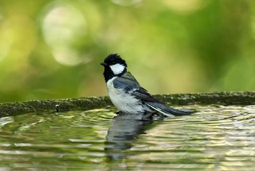 シジュウカラ21 シジュウカラ21の写真