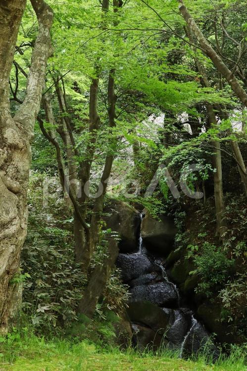 旅行や日本庭園のイメージ 旅,旅行,観光の写真素材
