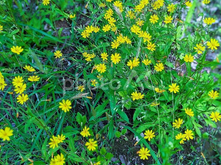 グリーンと黄色い小花の壁紙素材 グリーン,黄色,小花の写真素材