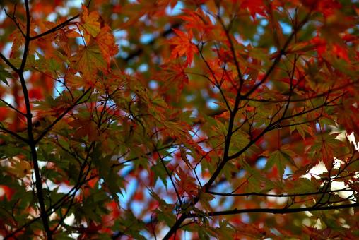 秋の景色　弥彦公園もみじ谷 紅葉,秋,黄葉の写真素材