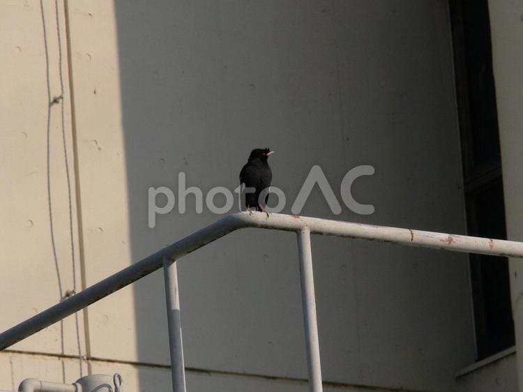 企業事務所の鉄柵に止まるハッカチョウ ハッカチョウ,鳥,野鳥の写真素材