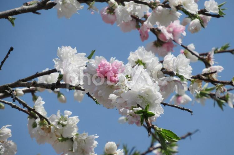 白の中にピンクの混じるハナモモの花 ハナモモ,花,木の写真素材