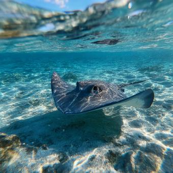 美しい海を漂うエイの姿 美しい海を漂うエイの姿の写真