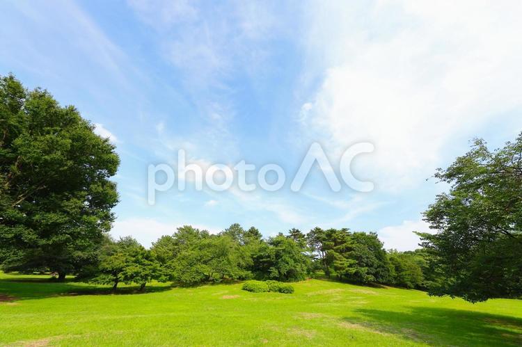 爽やかな青空と新緑 青空,風景,緑の写真素材