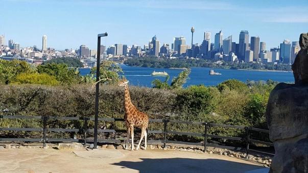 オーストラリア　タロンガズーのキリンの写真