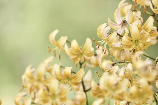 Photo, plant, flower, flour, 