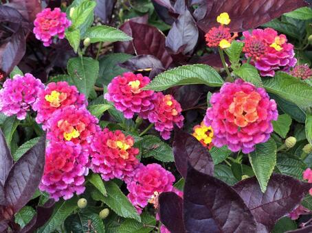 花 花の写真