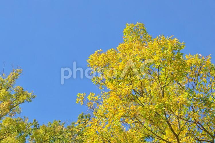 秋の森と青い空 秋,紅葉,壁紙の写真素材