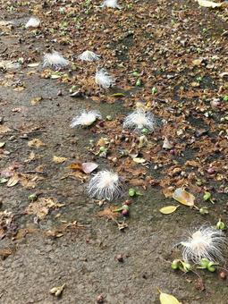 サガリバナの花 サガリバナの花の写真