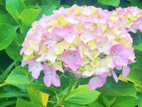 紫陽花 紫陽花の写真