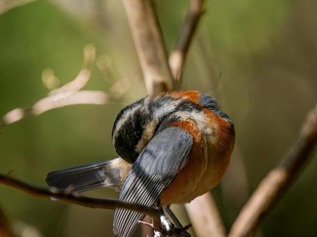 枝にとまるヤマガラの写真