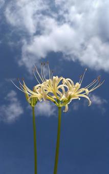 白い彼岸花 曼珠沙華 白い彼岸花 曼珠沙華の写真