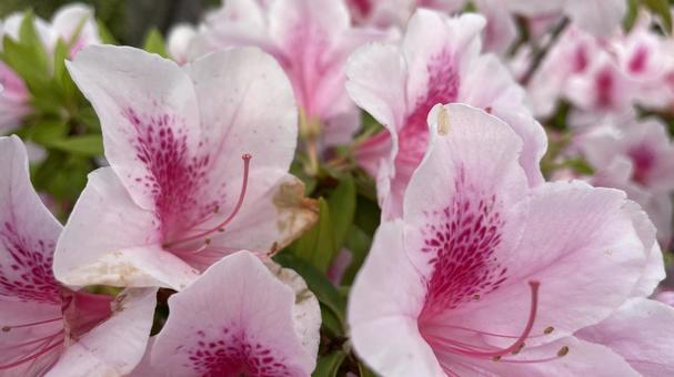 Azaleas have bloomed③, JPG
