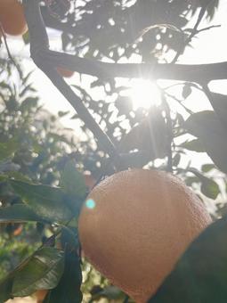 自然 自然の写真