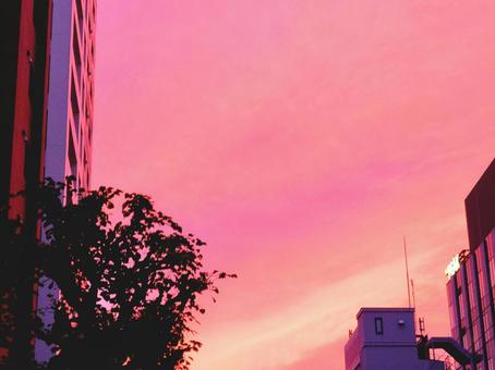ピンクの夕焼け空　夕焼けピンク ピンク,夕焼け,空の写真素材