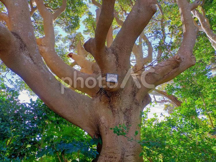 幹の太い個性的な樹木 ユニーク,個性的,樹木の写真素材