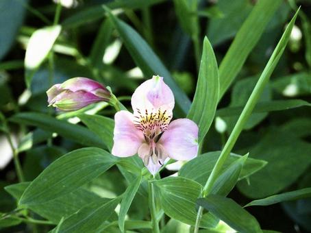 Photo, plant, flower, river side, 