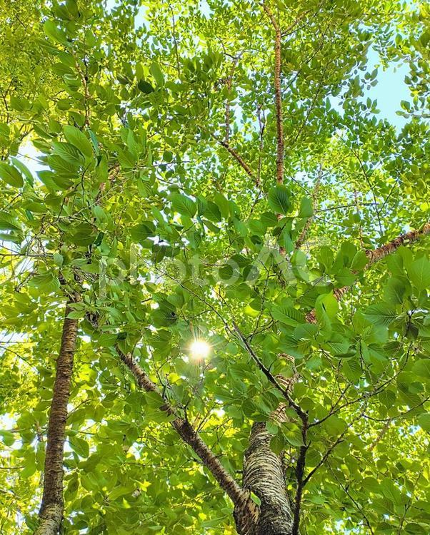 木漏れ日 木,木々,葉っぱの写真素材