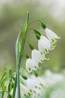 スノーフレーク スズランスイセン,白,春の写真素材