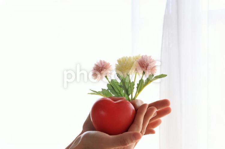 窓辺で花とハートを持つ女性の手 人物,顔無し,女性の写真素材