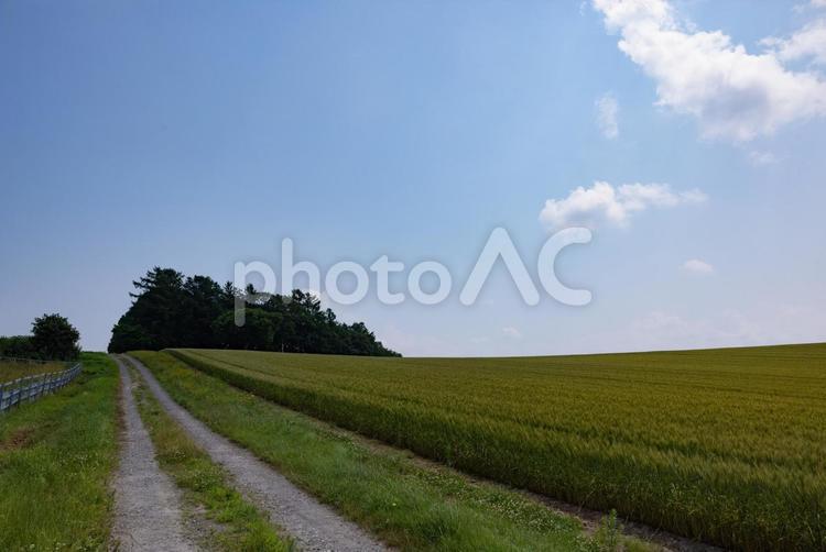 北海道の風景 北海道,草原,地平線の写真素材