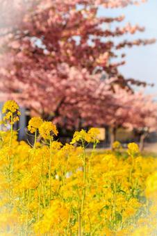 なばなとさくらの写真