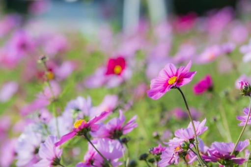 コスモス畑 コスモス,花,秋の写真素材