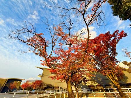 馬事公苑の紅葉と秋空 馬事公苑,青空,空の写真素材