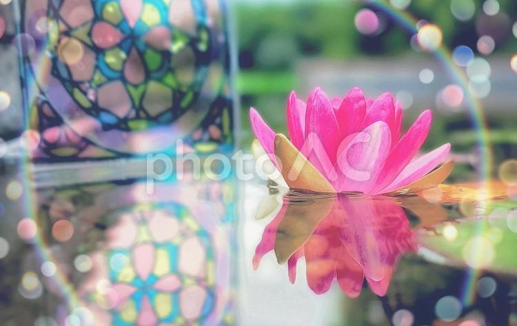 睡蓮の池 睡蓮,花,6月の写真素材