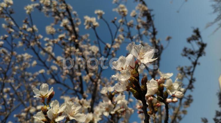 サクラと桜 サクラ,桜,花の写真素材