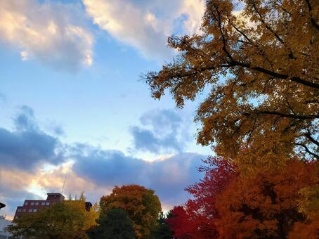 秋の紅葉　夕空と雲　秋空 秋空,秋の紅葉,夕空の写真素材