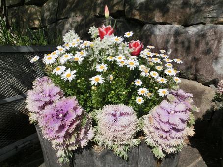 色とりどりな花 色とりどりな花の写真