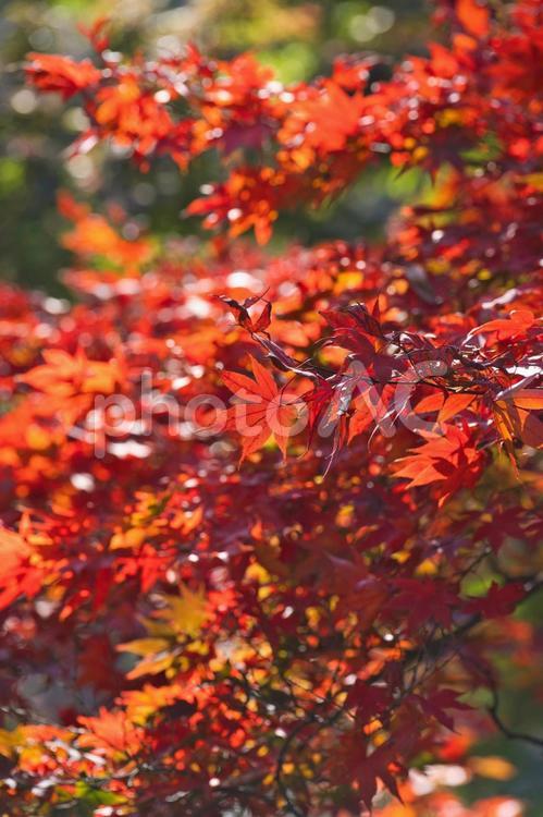 三渓園　緑と紅葉のハーモニー 三渓園,紅葉,山の写真素材