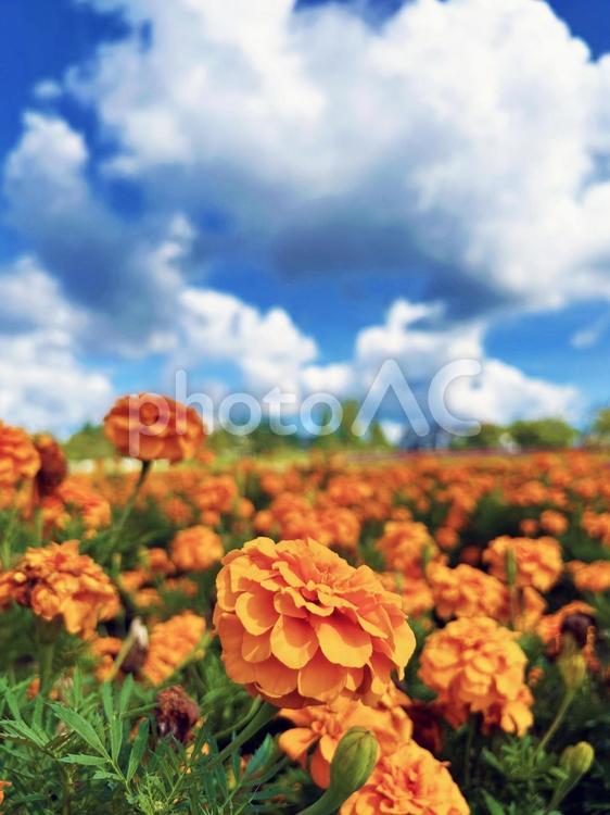 咲き誇るマリーゴールドと空模様 マリーゴールド,オレンジ,花びらの写真素材