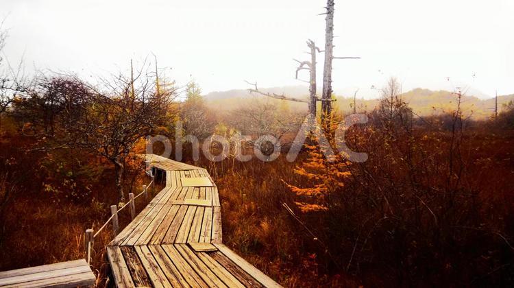 秋の戦場ヶ原～散歩道～ 風景,秋,自然の写真素材