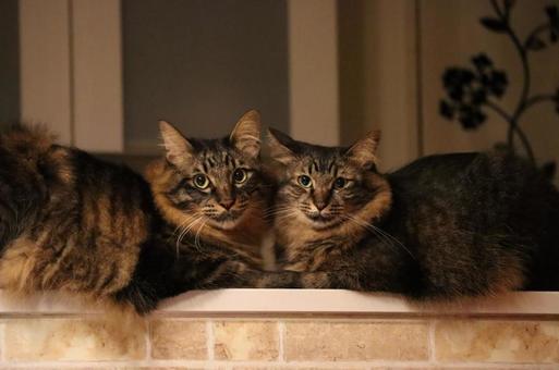 きょうだい猫 猫,ねこ,ふわふわの写真素材