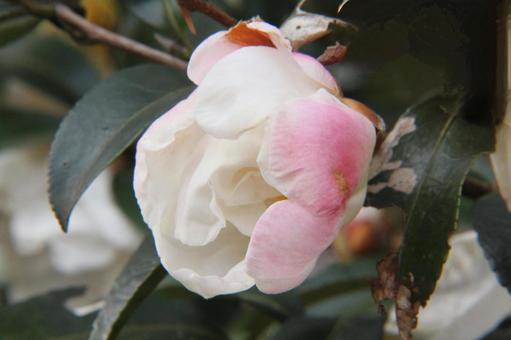 サザンカ・山茶花 サザンカ・山茶花 サザンカ,クローズアップ,秋の写真素材