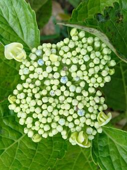 紫陽花のつぼみ 紫陽花のつぼみの写真