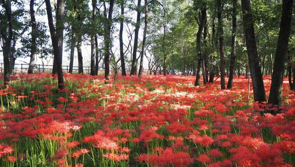 巾着田曼珠沙華公園・彼岸花の群生・日高市 巾着田曼珠沙華公園・彼岸花の群生・日高市 秋,巾着田,曼珠沙華公園の写真素材