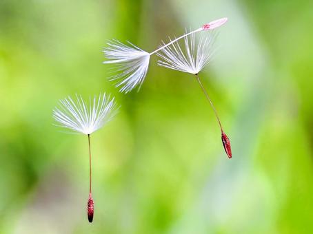 たんぽぽの種 タンポポの種,タンポポの種子,旅立ちの写真素材