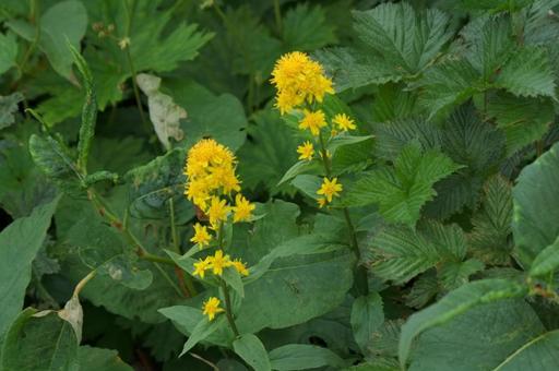 Photo, miyama akinokirinsou, alpine plants, flower, 