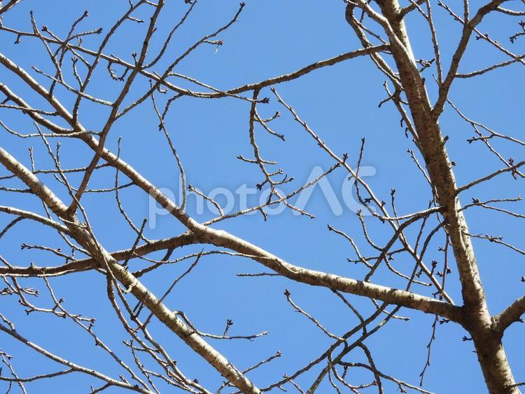 冬の空と木 空,木,枝の写真素材
