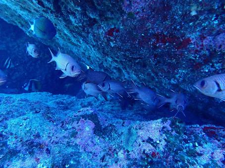 ベニマツカサの群れ ベニマツカサ,魚の群れ,海の写真素材