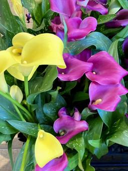 綺麗なカラー カラー,オランダカイウ,花の写真素材