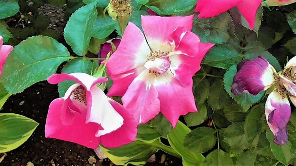 ピンクのお花の写真