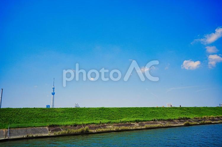 7月の四つ木荒川土手越しのスカイツリー 7月,スカイツリー,荒川土手の写真素材