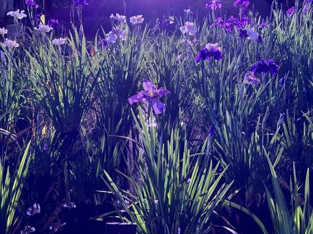夜の堀切菖蒲園 ライトアップされる花菖蒲 夜の堀切菖蒲園 ライトアップされる花菖蒲 堀切菖蒲園,5月,菖蒲の写真素材