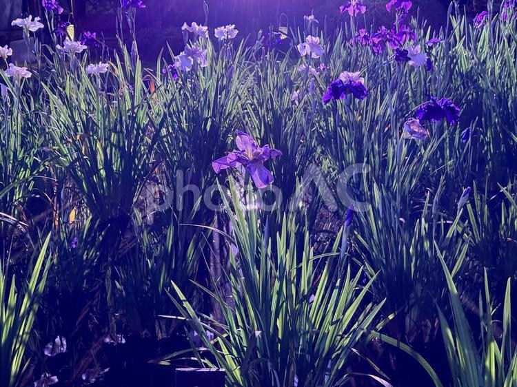 夜の堀切菖蒲園　ライトアップされる花菖蒲 堀切菖蒲園,5月,菖蒲の写真素材