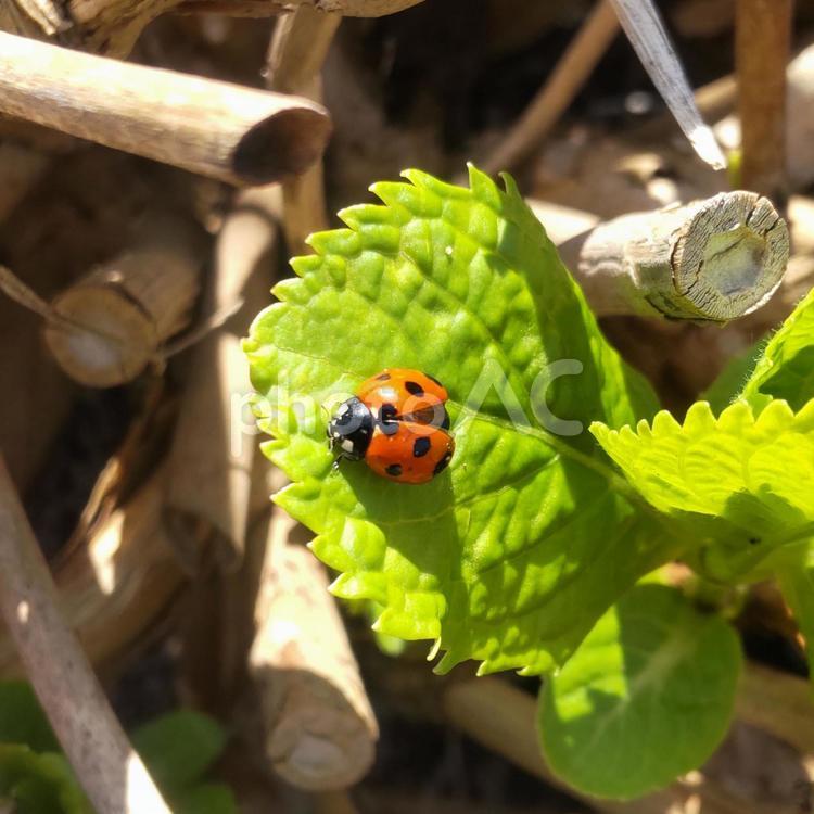 紫陽花の葉から飛び立とうとするてんとう虫 てんとう虫,テントウムシ,ナナホシテントウの写真素材