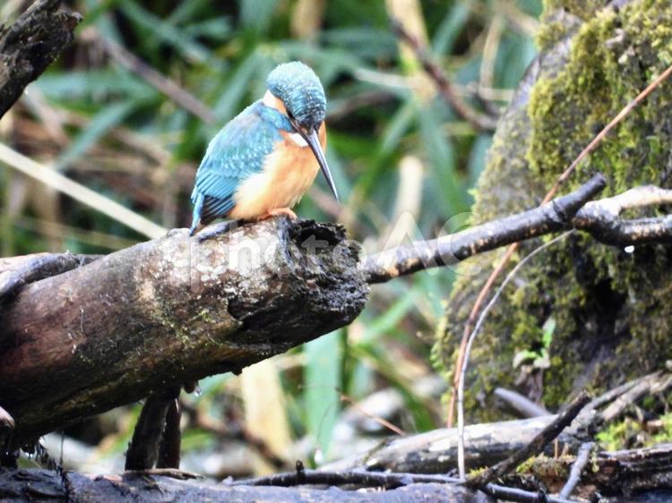 流木にとまるカワセミ 鳥,野鳥,カワセミの写真素材